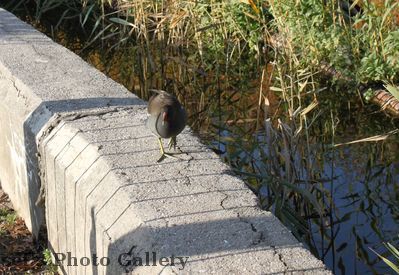 Am Zooschaufenster
Test der EOS500D
Schlüsselwörter: Zoo