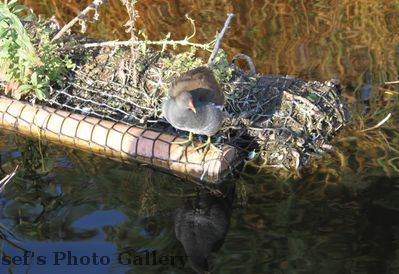 Am Zooschaufenster
Test der EOS500D
Der Zoom ist mit dem Standartojektiv nicht so ÃœberwÃ¤ltigend, aber die AulÃ¶sung bietet noch Reserven
Schlüsselwörter: Zoo