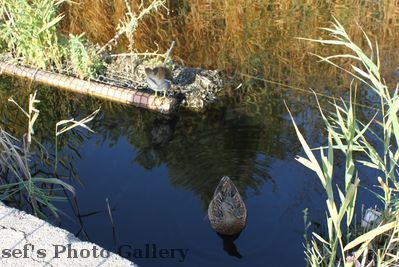 Am Zooschaufenster
Test der EOS500D
Schlüsselwörter: Zoo