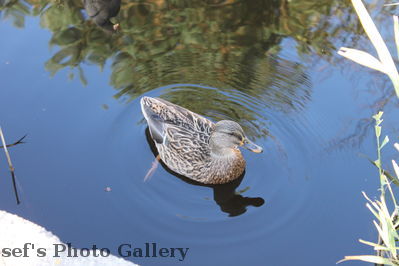 Am Zooschaufenster
Schlüsselwörter: Zoo
