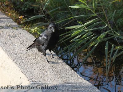 Am Zooschaufenster
Schlüsselwörter: Zoo