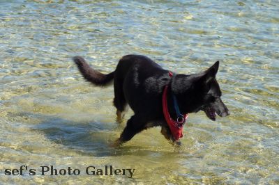 Lissy
Lissy im Ammersee
aus Besuch Augsburg 09-2011
Schlüsselwörter: Augsburg Ammersee Lissy