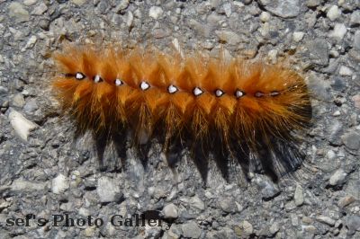 Raupe
Eine Schmetterlingsraupe auf der StraÃŸe
aus Besuch Augsburg 09-2011
Schlüsselwörter: Augsburg Ammersee Raupe