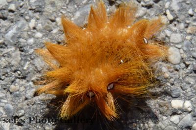 Raupe2
Das Einrollen hat nichts gegen Autos genutzt
aus Besuch Augsburg 09-2011
Schlüsselwörter: Augsburg Ammersee Raupe