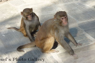 Nepal Kathmandu Tempelaffen

