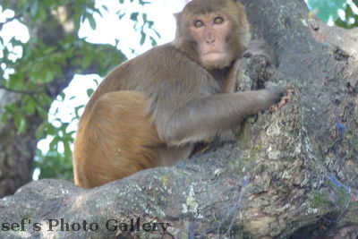 Nepal Pokhara Tempelaffen 2
