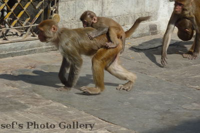 Nepal Kathmandu Tempelaffen
