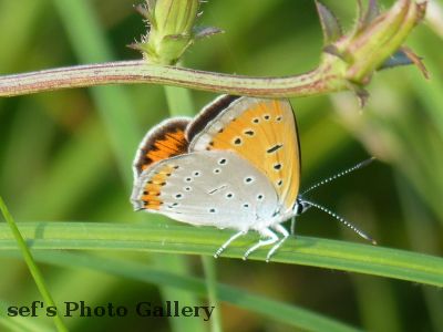 Chisinau
15.07.
Smetterling
aus 2010 Ungarn, Ukraine, Moldawien, RumÃ¤nien
Schlüsselwörter: Chisinau