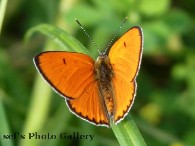 Chisinau
15.07.
Schmetterling
aus 2010 Ungarn, Ukraine, Moldawien, RumÃ¤nien
Schlüsselwörter: Chisinau