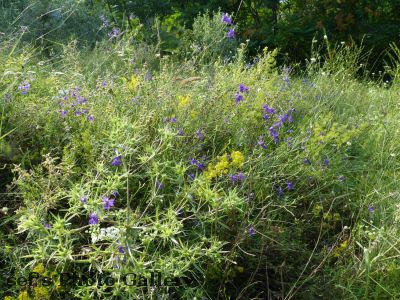 Chisinau
15.07.
vielfÃ¤ltige Flora
Schlüsselwörter: Chisinau