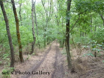 Lebedivka
20.07.
Spaziergang durch den angrenzenden Wald
Schlüsselwörter: Lebedivka
