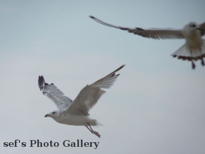 Lebedivka
20.07.
MÃ¶wen, es gibt was
aus 2010 Ungarn, Ukraine, Moldawien, RumÃ¤nien
Schlüsselwörter: Lebedivka Strand