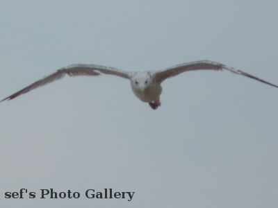 Lebedivka
20.07.
MÃ¶wen im Anflug
aus 2010 Ungarn, Ukraine, Moldawien, RumÃ¤nien
Schlüsselwörter: Lebedivka Strand