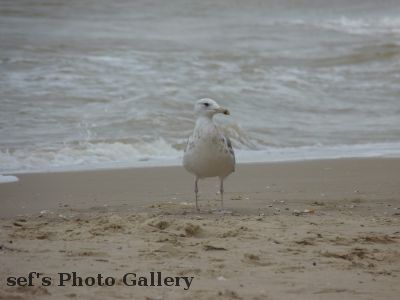 Lebedivka
20.07.
Das Meer spÃ¼lt Kleintiere an
aus 2010 Ungarn, Ukraine, Moldawien, RumÃ¤nien
Schlüsselwörter: Lebedivka Strand