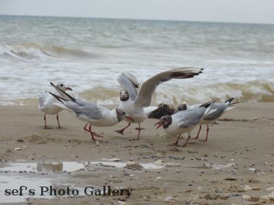 Lebedivka
20.07.
Futterstreit der MÃ¶wen
aus 2010 Ungarn, Ukraine, Moldawien, RumÃ¤nien
Schlüsselwörter: Lebedivka Strand