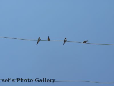 Lebedivka
21.07.
VÃ¶gel auf der Freileitung 1
aus 2010 Ungarn, Ukraine, Moldawien, RumÃ¤nien
Schlüsselwörter: Lebedivka