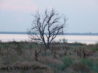 Lebedivka
21.07.
interessanter Baum
Schlüsselwörter: Lebedivka