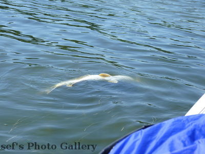 toter Fisch im Beetzsee

